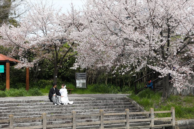 伏見港の桜