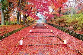 桜と紅葉の名所「毘沙門堂」で前撮り