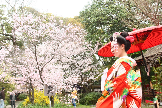 どこよりも早く桜が咲く京都御所で撮影